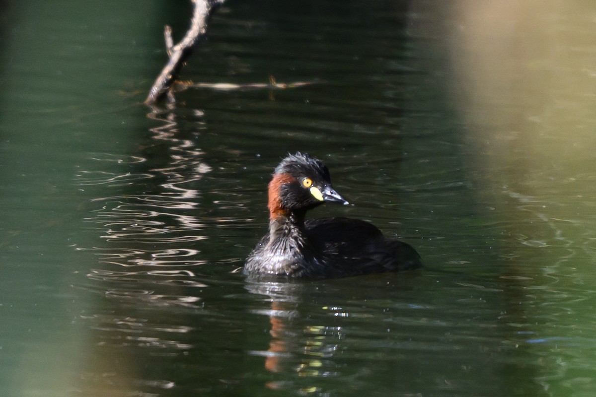 ノドグロカイツブリ - ML646928218