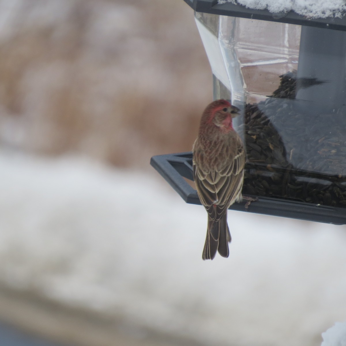 House Finch - ML646928222