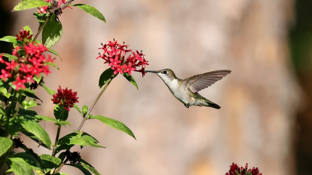 Ruby-throated Hummingbird - ML646928226
