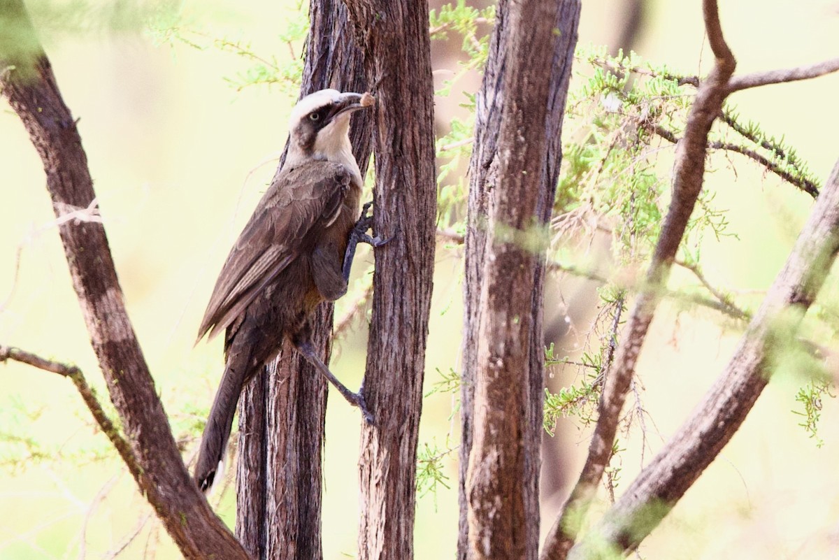 Gárrulo Coronigrís - ML646928227