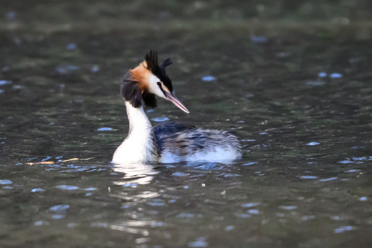 カンムリカイツブリ - ML646928230