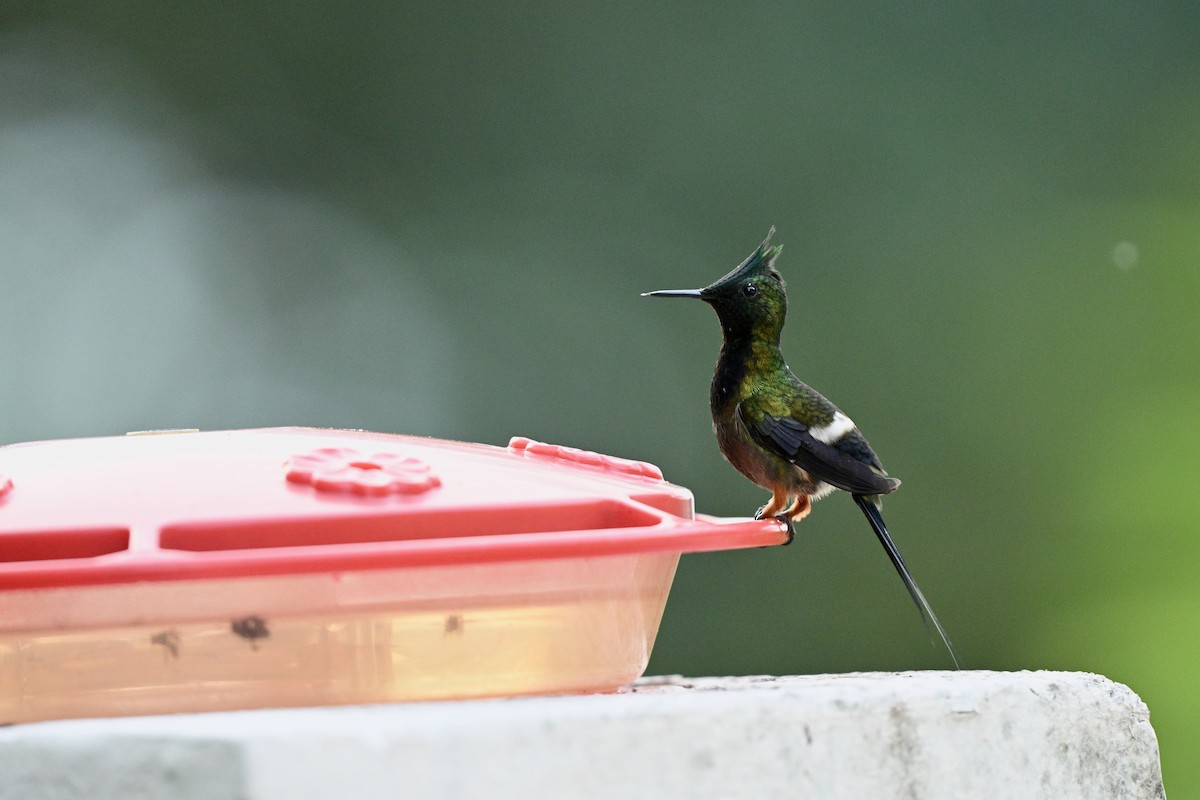 Wire-crested Thorntail - ML646928231