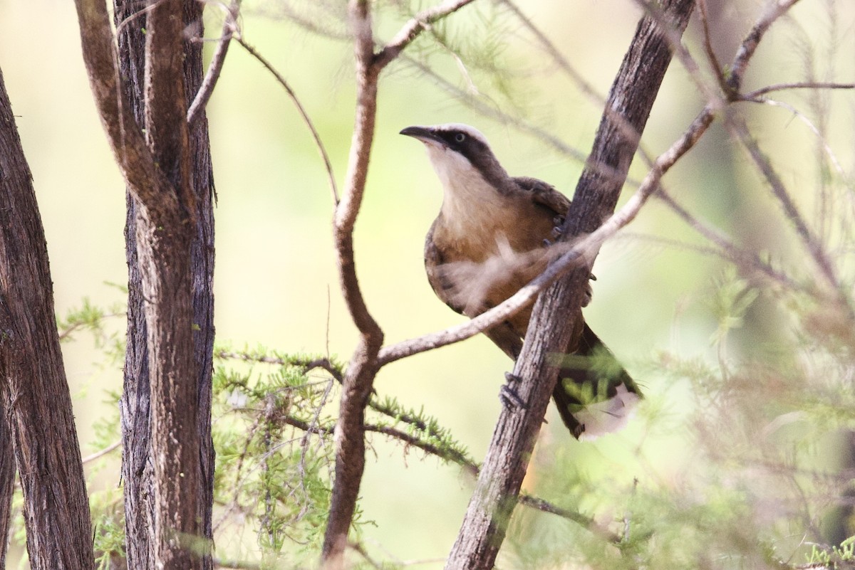 Gárrulo Coronigrís - ML646928234
