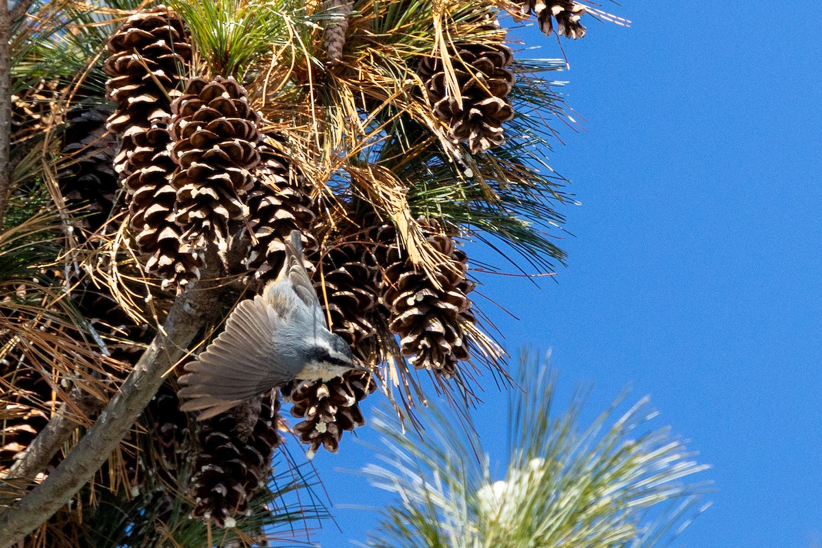 Sittelle à poitrine rousse - ML646928237