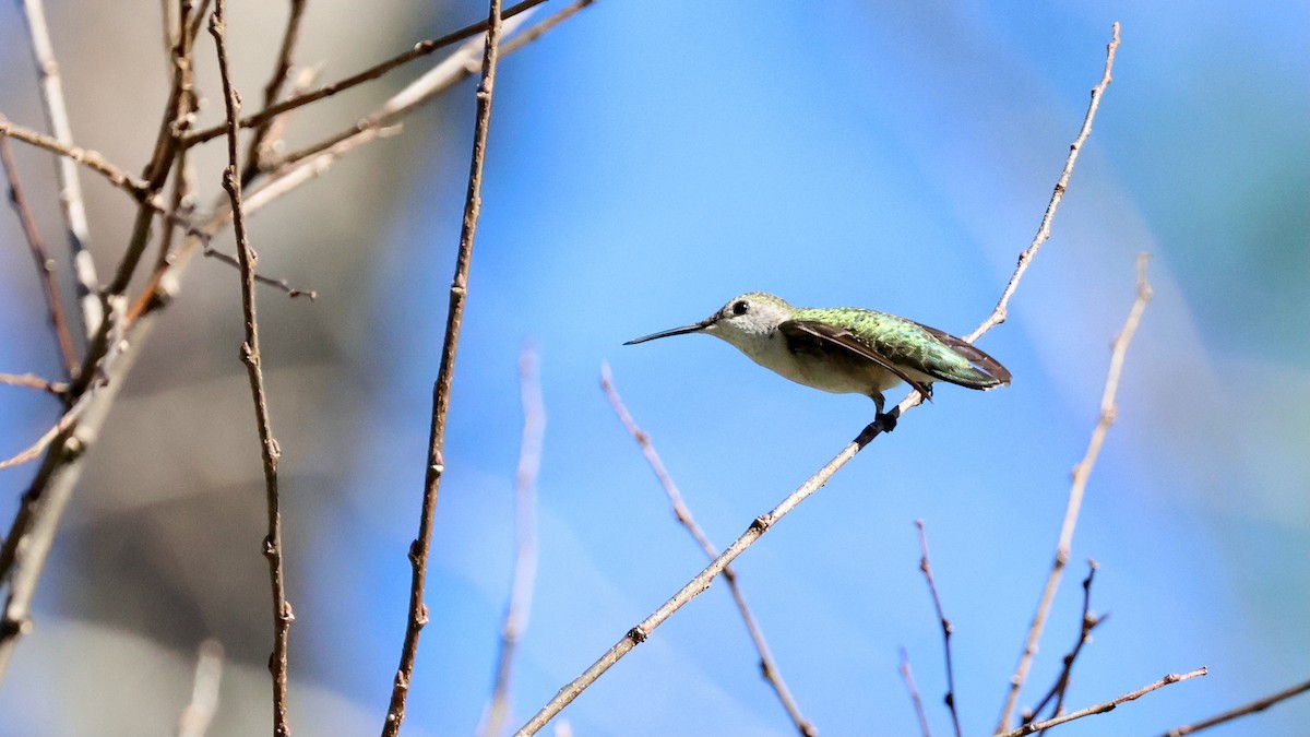 Ruby-throated Hummingbird - ML646928241