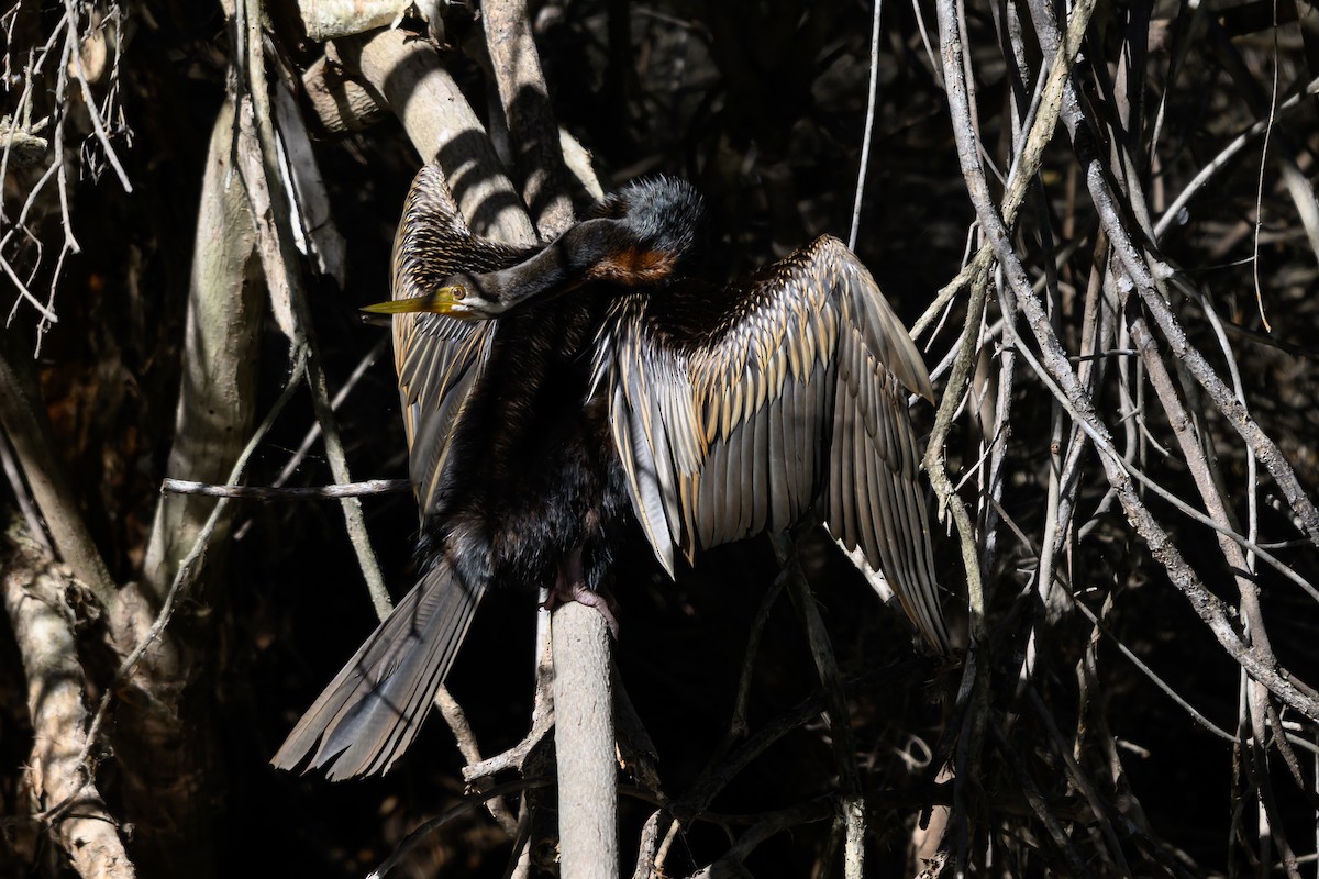 オーストラリアヘビウ - ML646928243