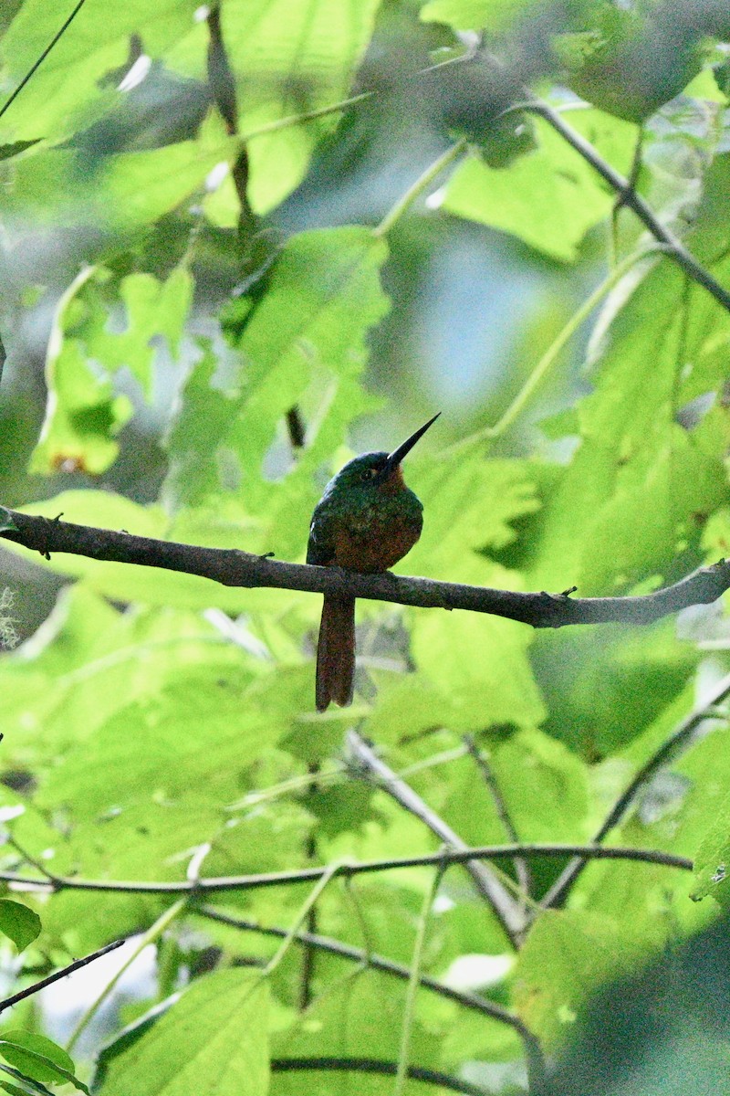 Coppery-chested Jacamar - ML646928247