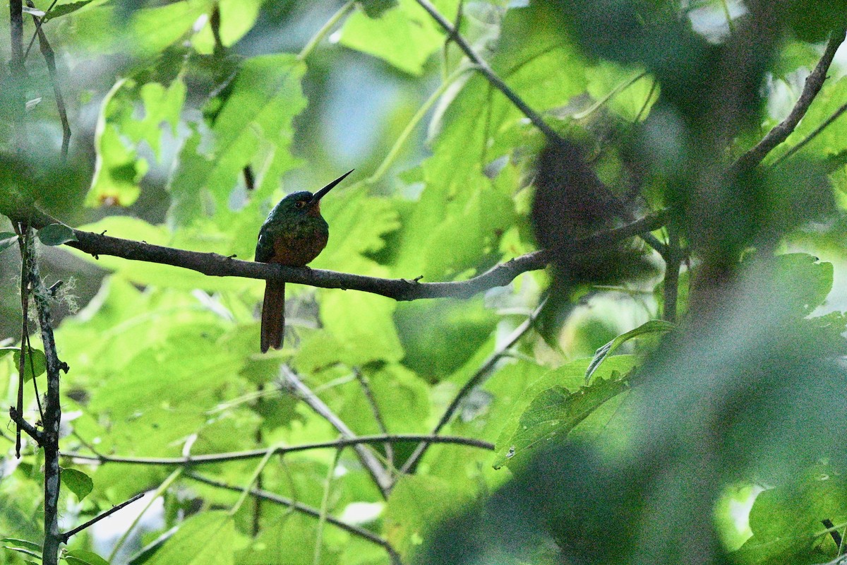 Coppery-chested Jacamar - ML646928248