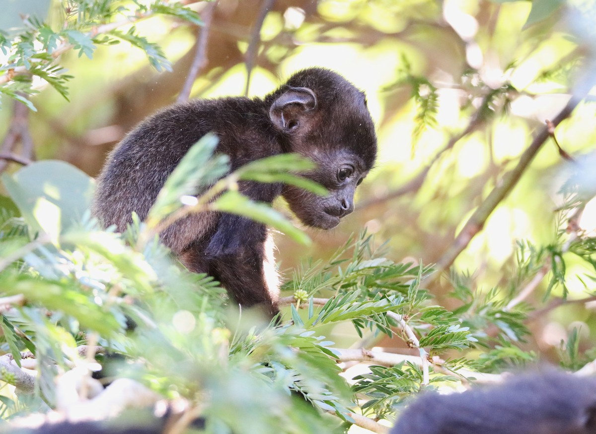 Mantled Howler Monkey - ML646928249