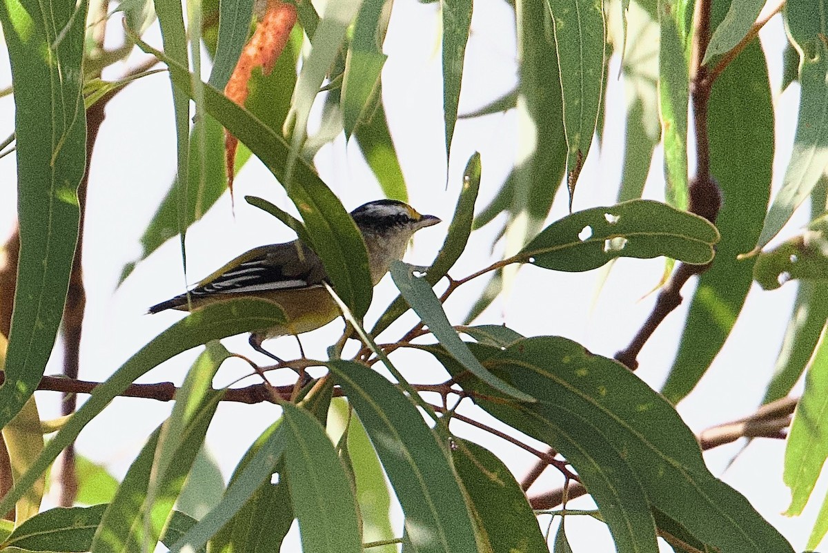 Striated Pardalote - ML646928250