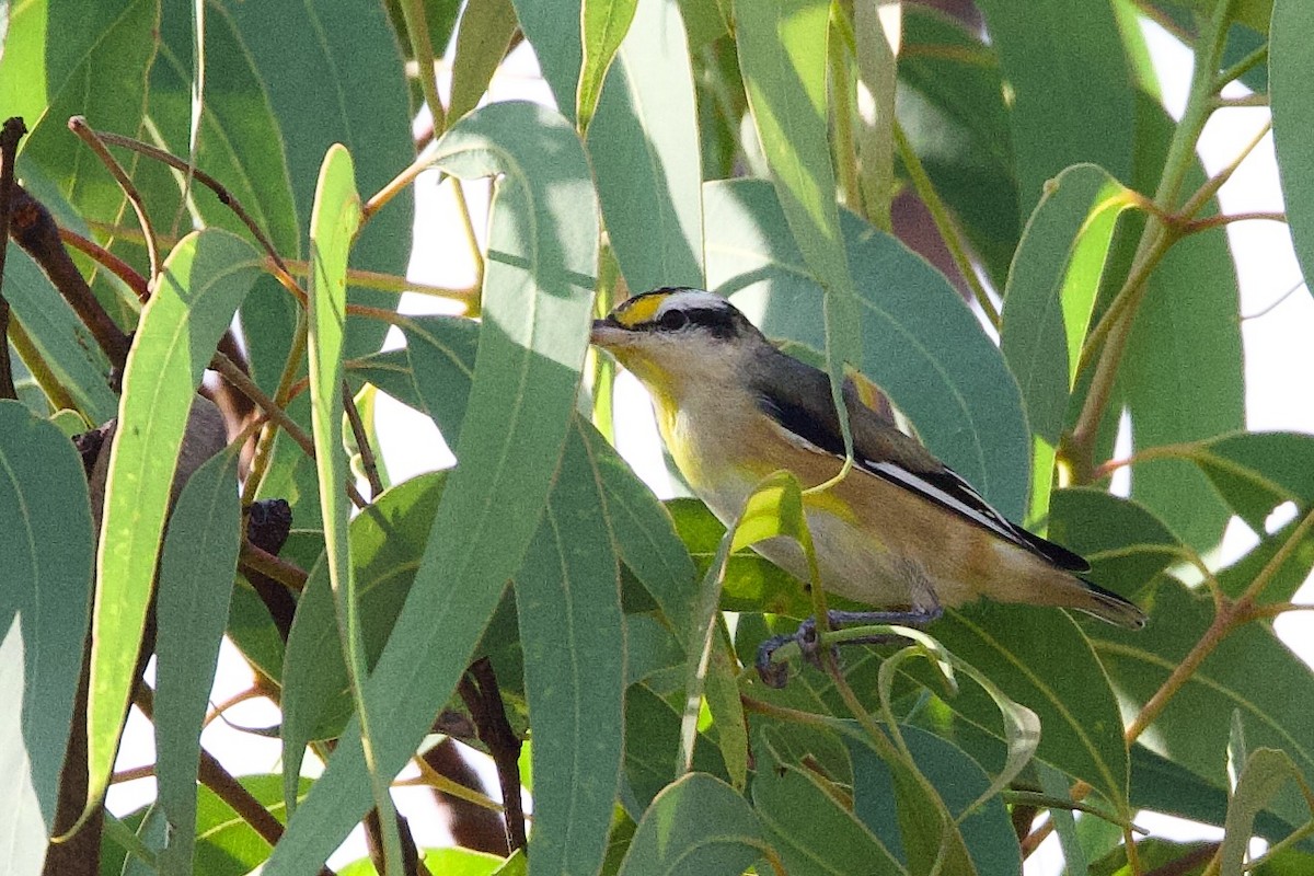 Striated Pardalote - ML646928253