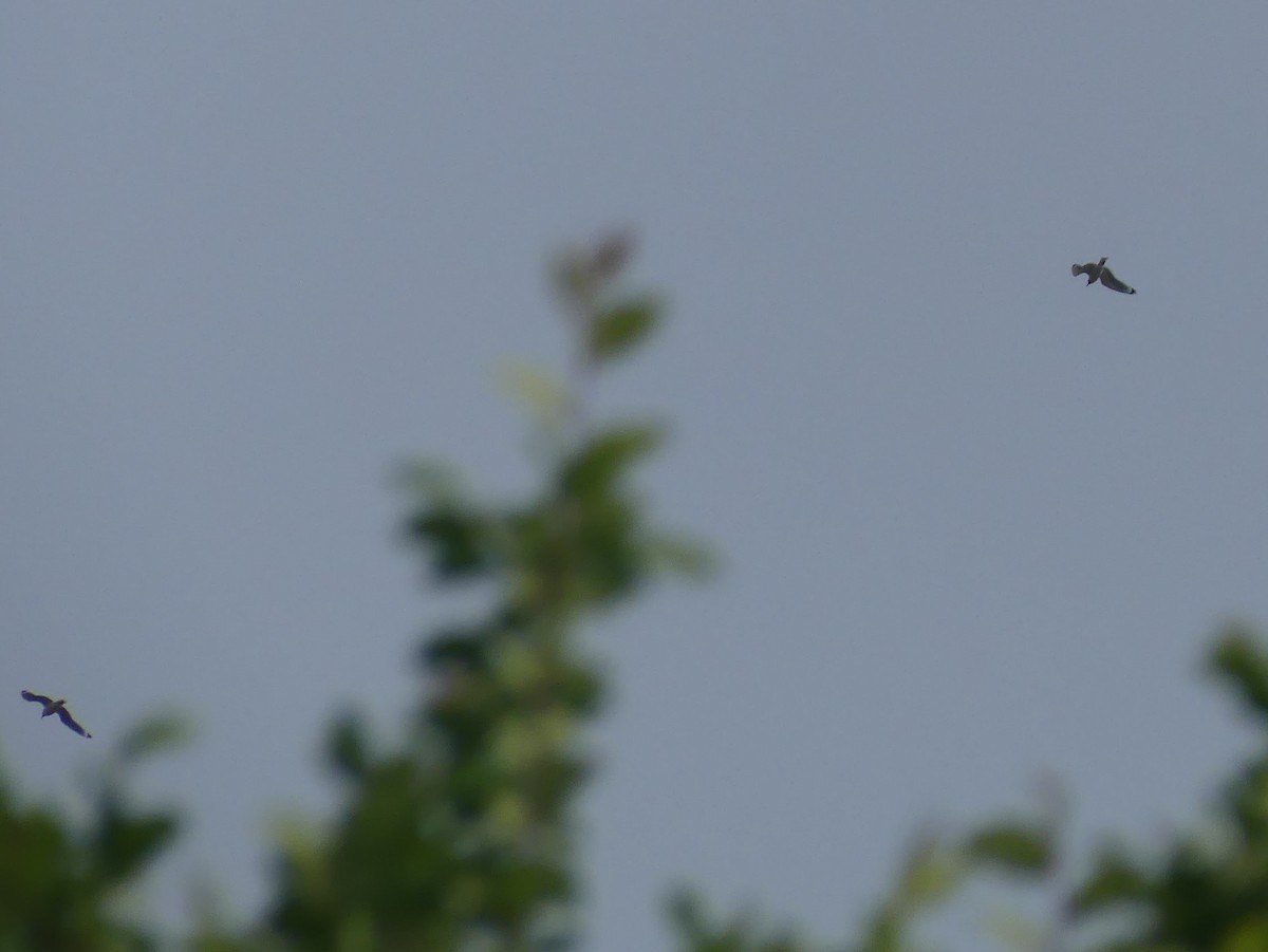 Präriemöwe - ML646928256