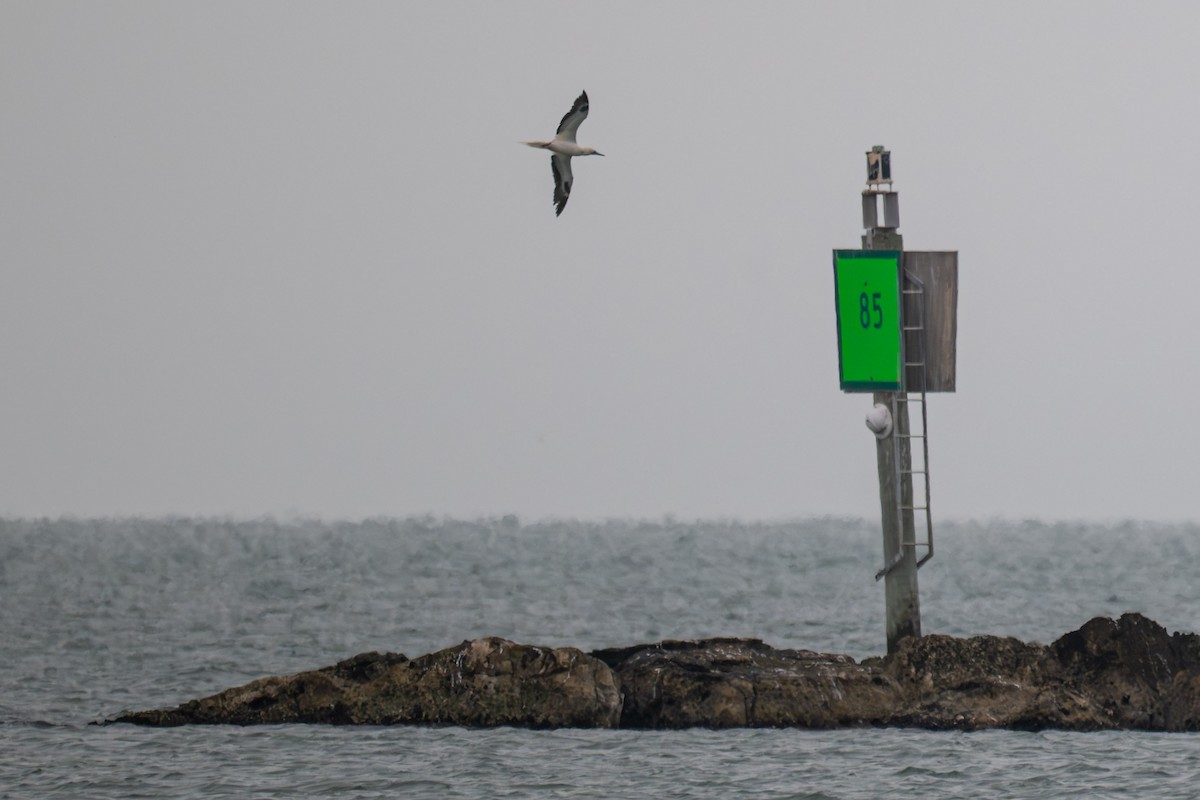 Zanga hankagorria - ML646928259