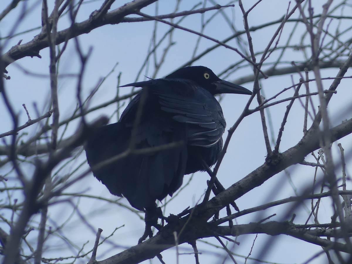 Großschwanzgrackel - ML646928263