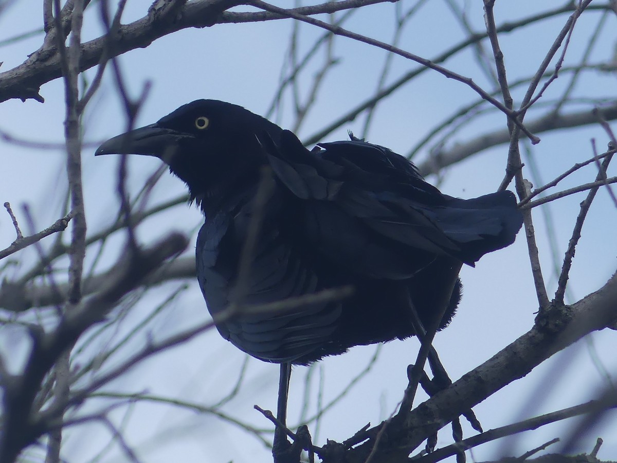 Großschwanzgrackel - ML646928264