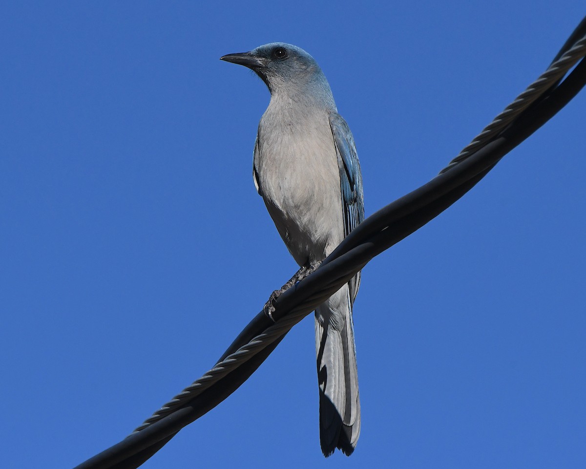 Meksika Kargası [wollweberi grubu] - ML646928265