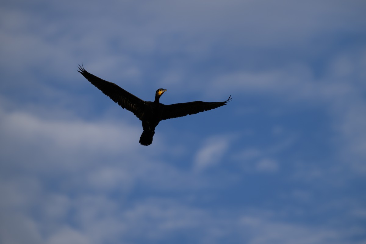 カワウ - ML646928273