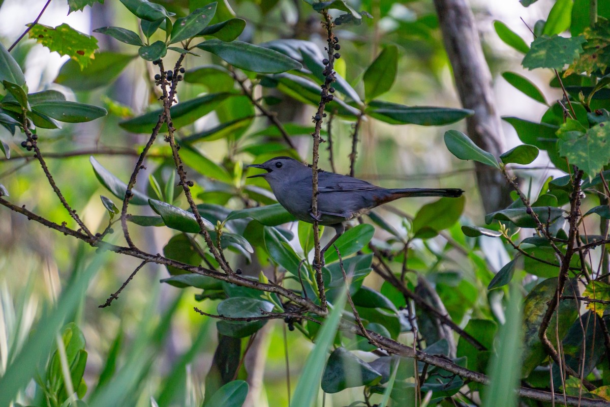 Gray Catbird - ML646928277