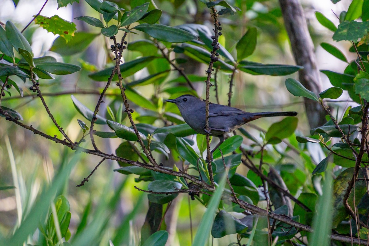 Gray Catbird - ML646928278
