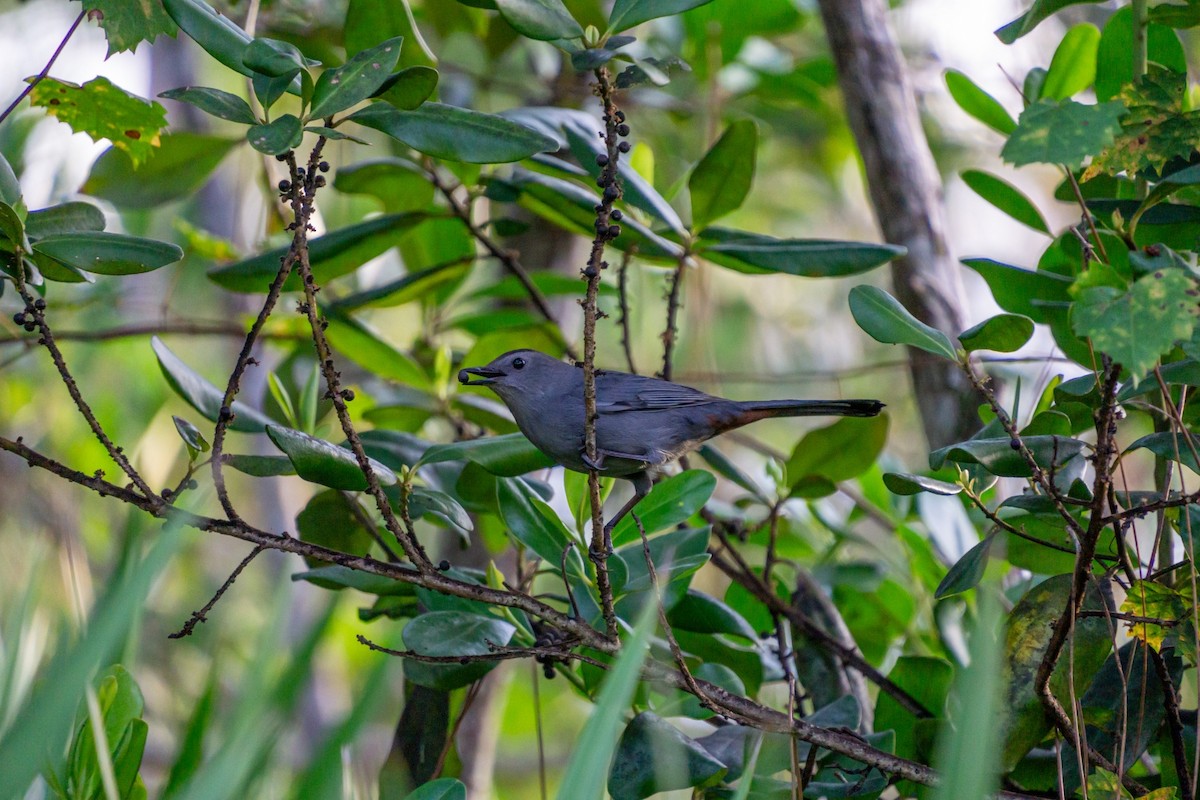 Gray Catbird - ML646928279