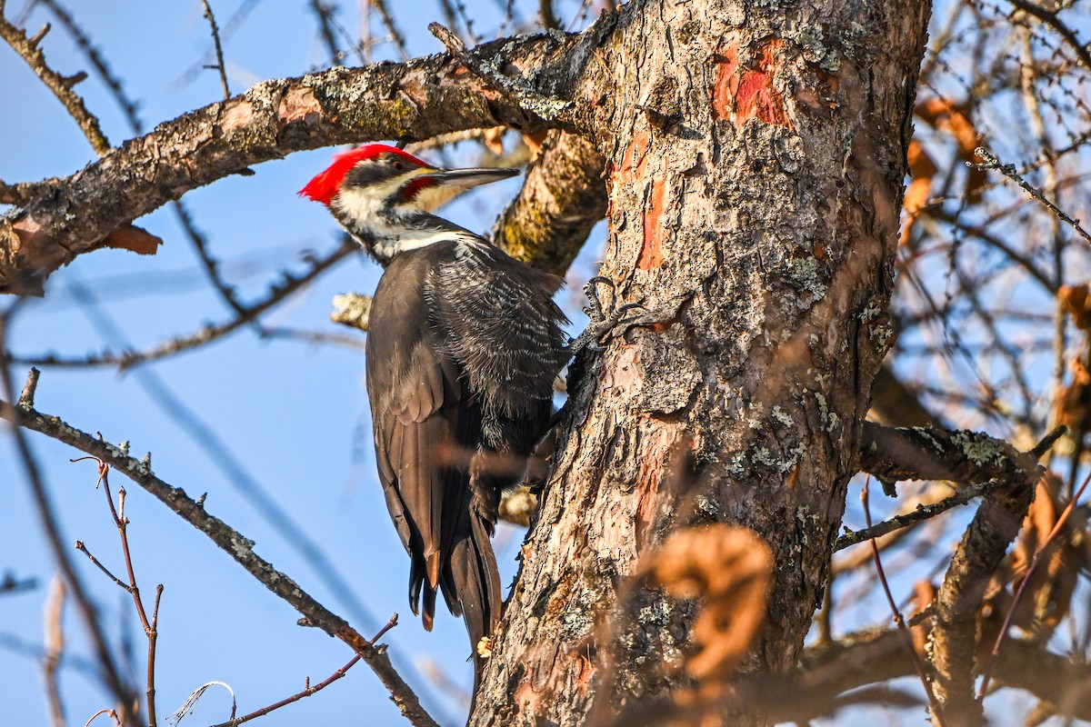 Pileated Woodpecker - ML646928280