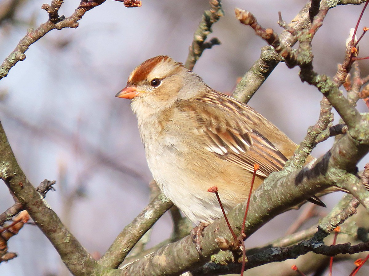 strnadec bělopásý - ML646928281