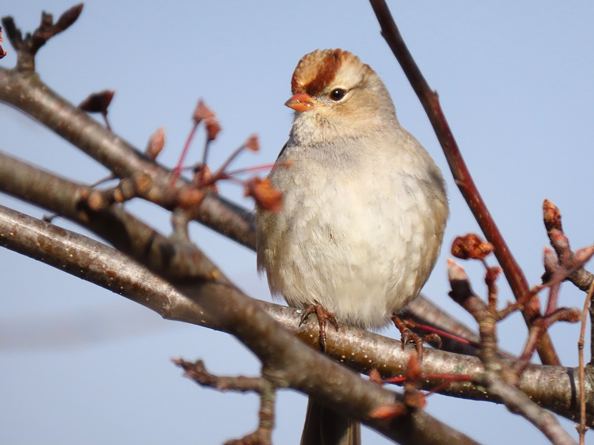 strnadec bělopásý - ML646928282