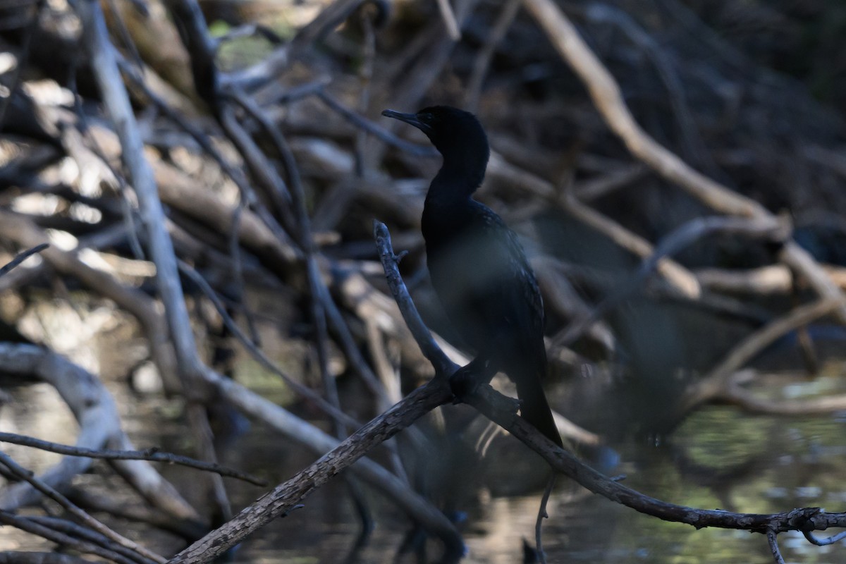 ミナミクロヒメウ - ML646928283