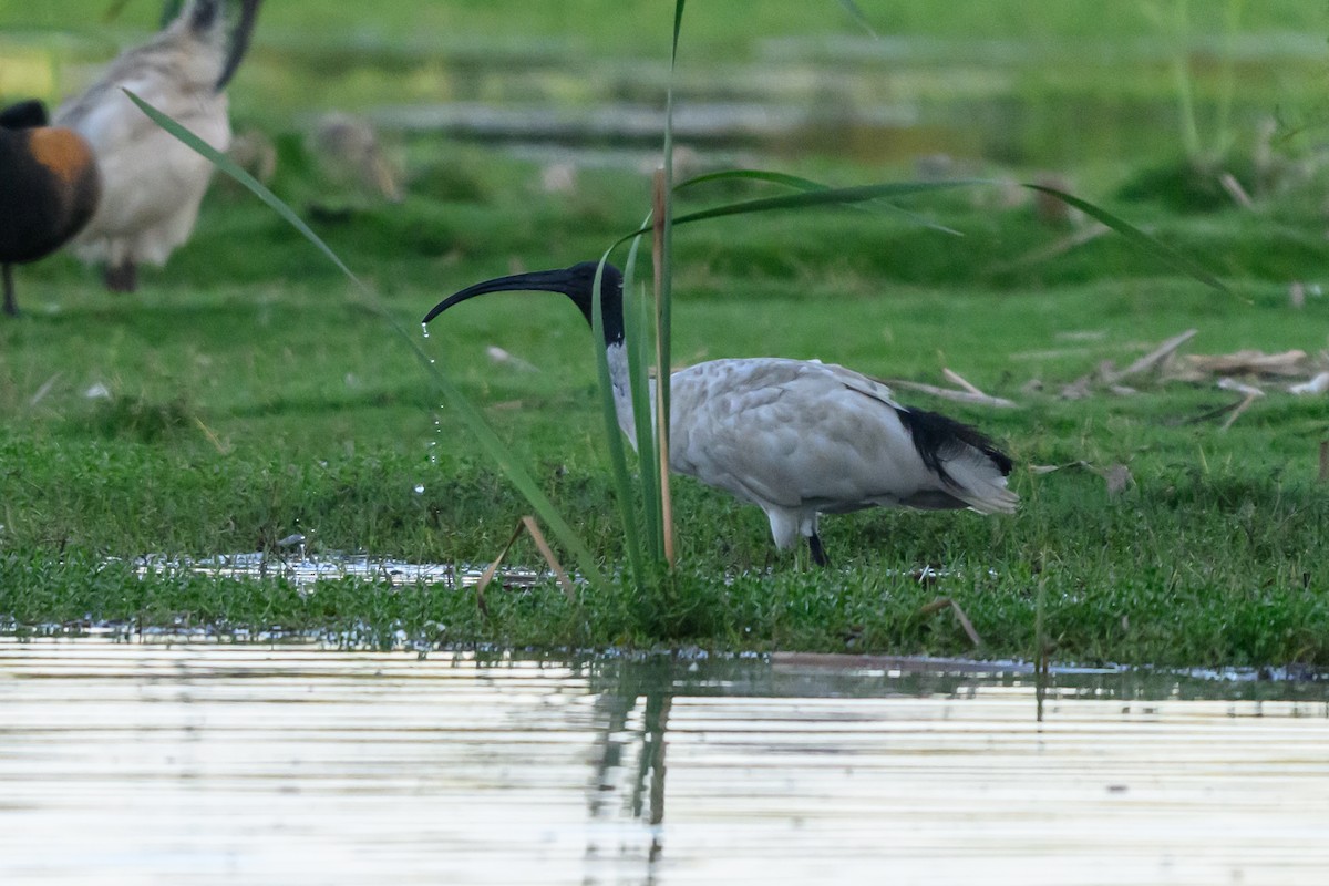 オーストラリアクロトキ - ML646928287