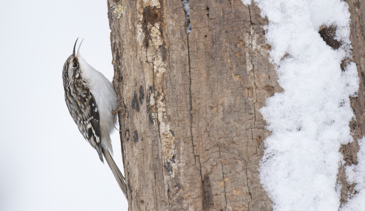 šoupálek americký - ML646928288