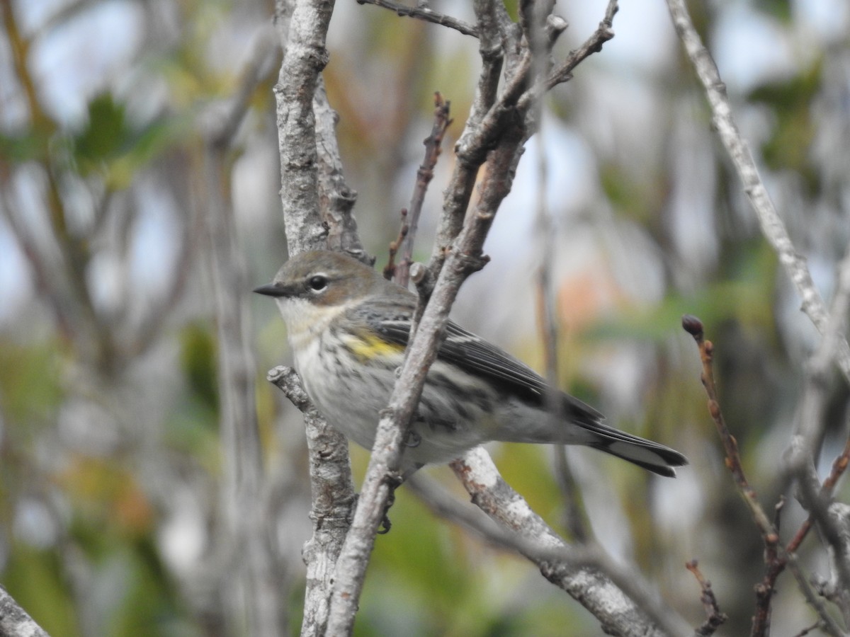 Yellow-rumped Warbler - ML646928292