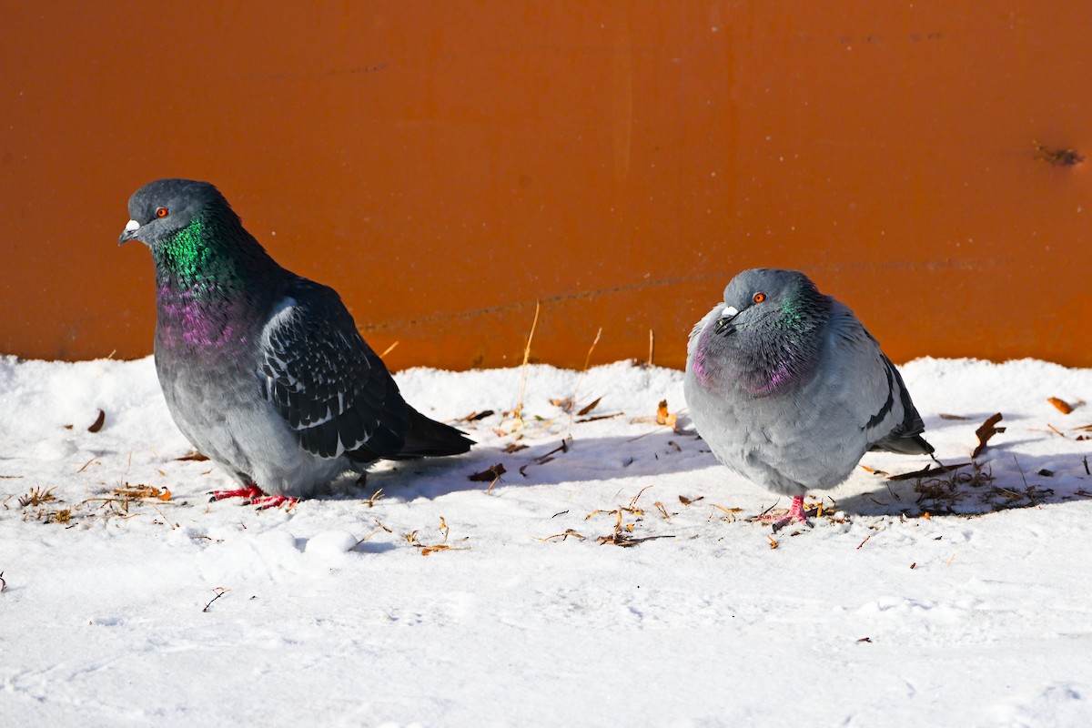 野鴿(野化) - ML646928293
