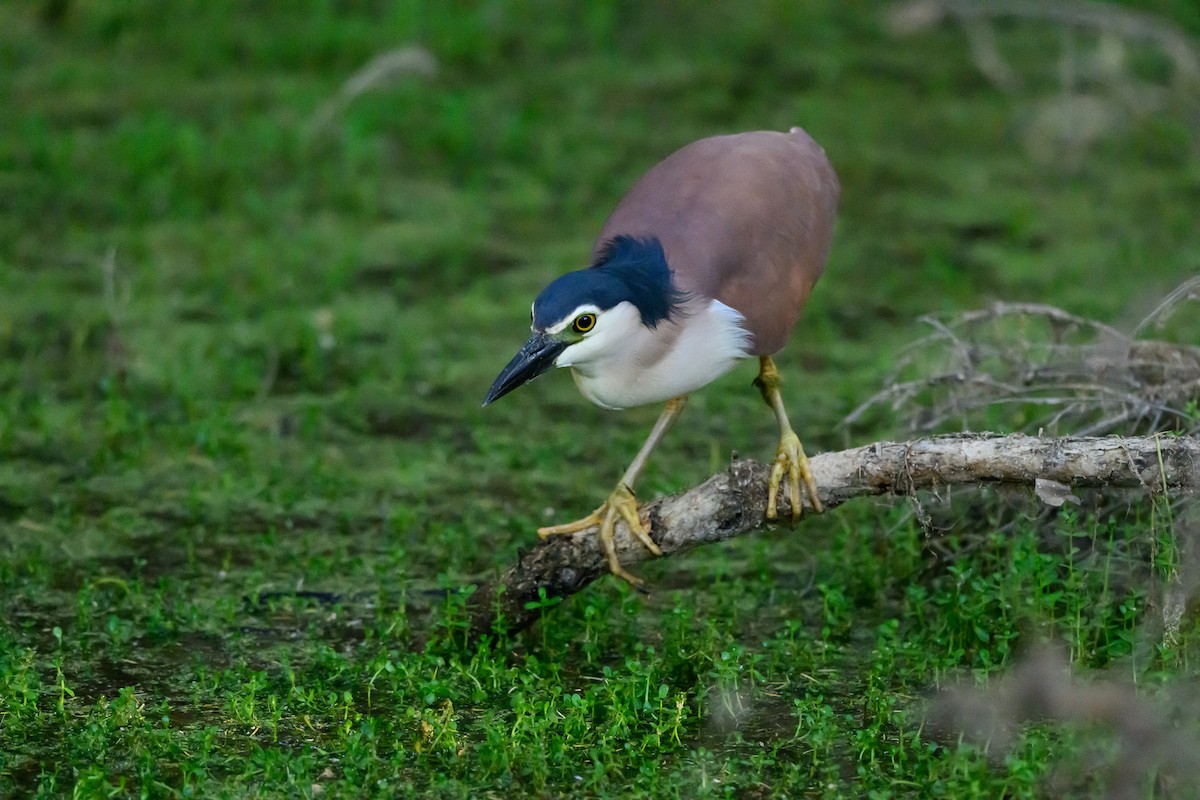 ハシブトゴイ - ML646928297