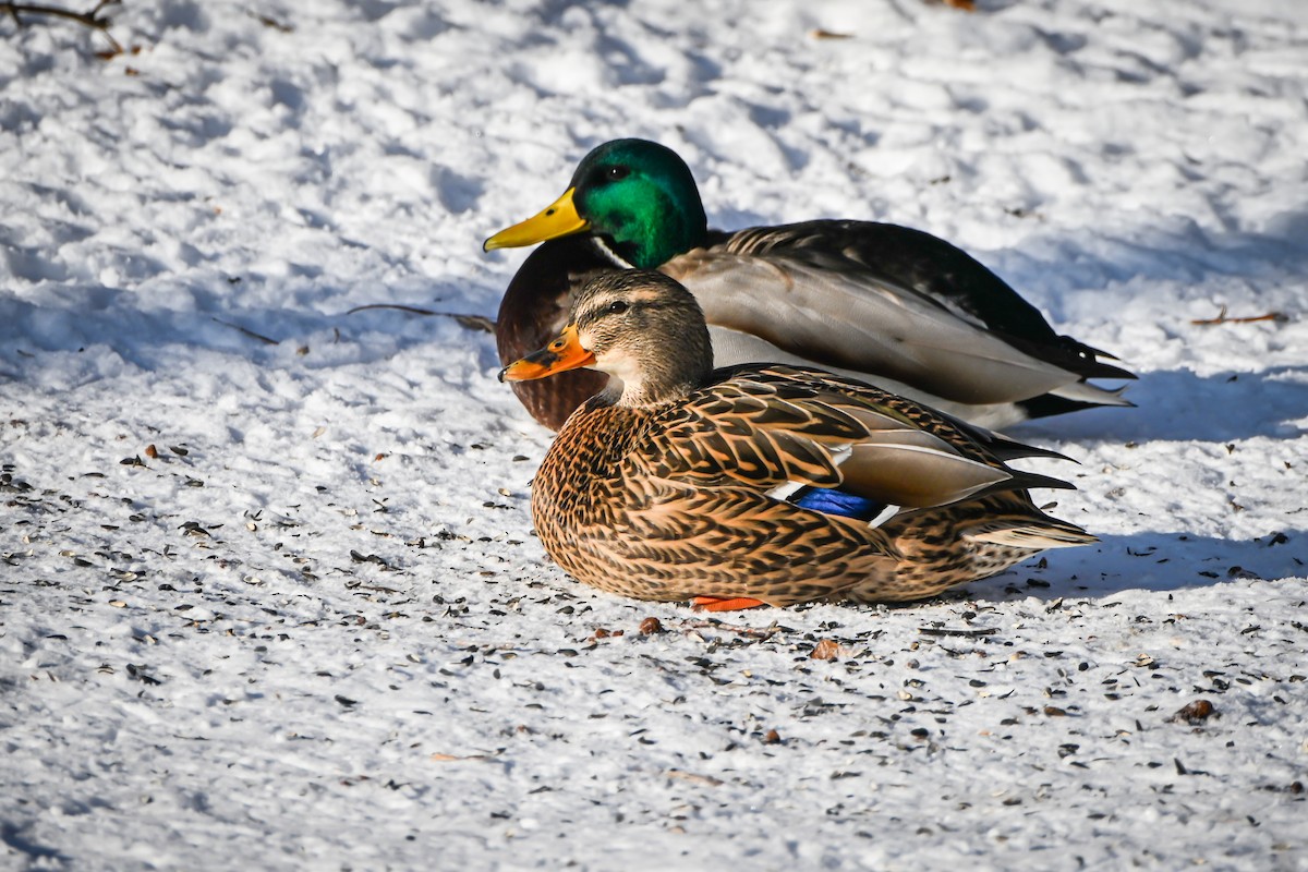 綠頭鴨 - ML646928298