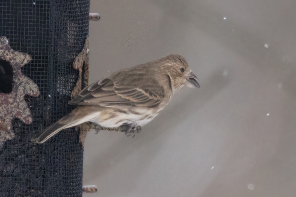 House x Purple Finch (hybrid) - ML646928299