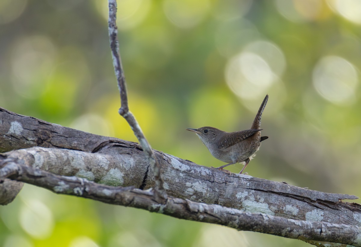 Northern House Wren - ML646928300