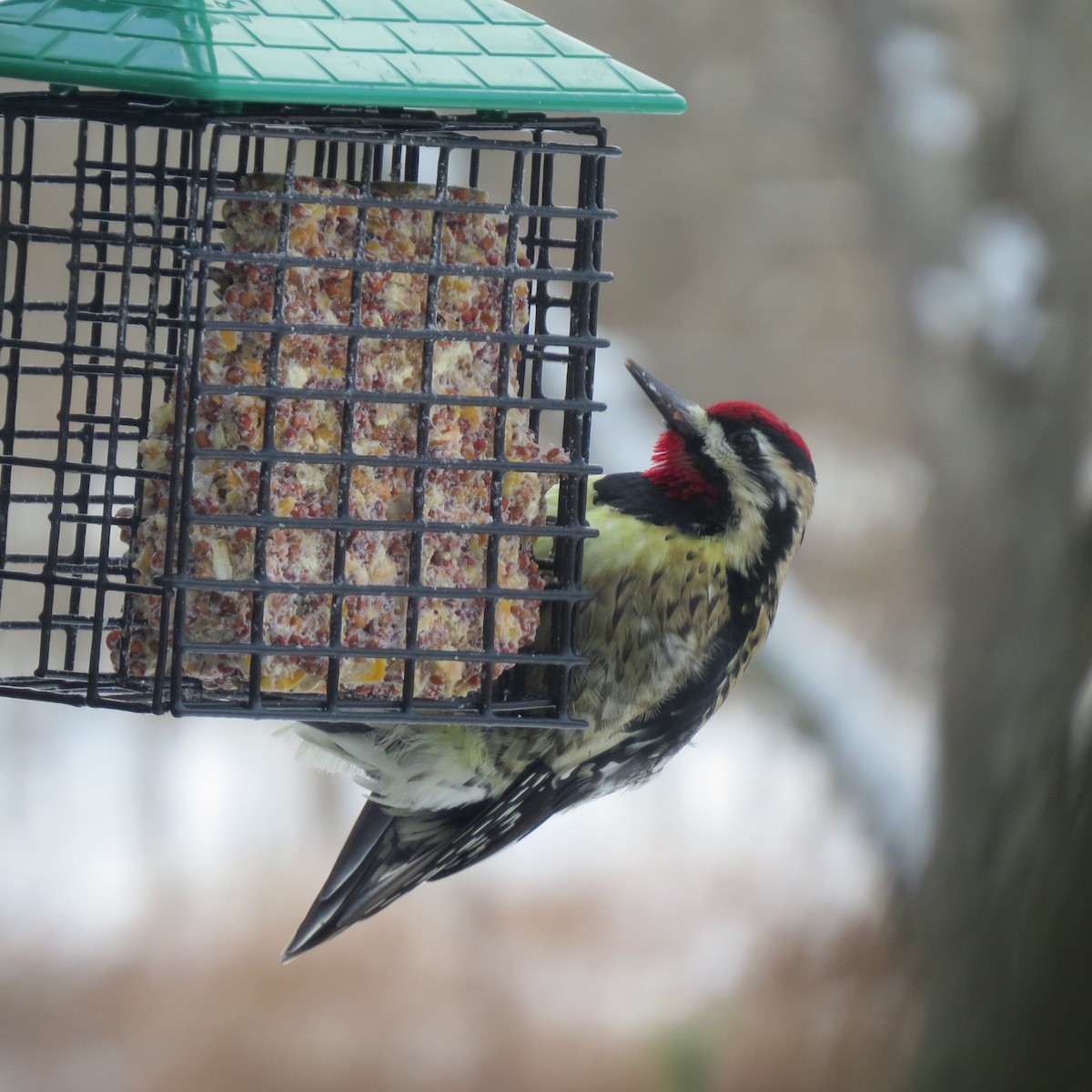 נקר צהוב-בטן - ML646928303