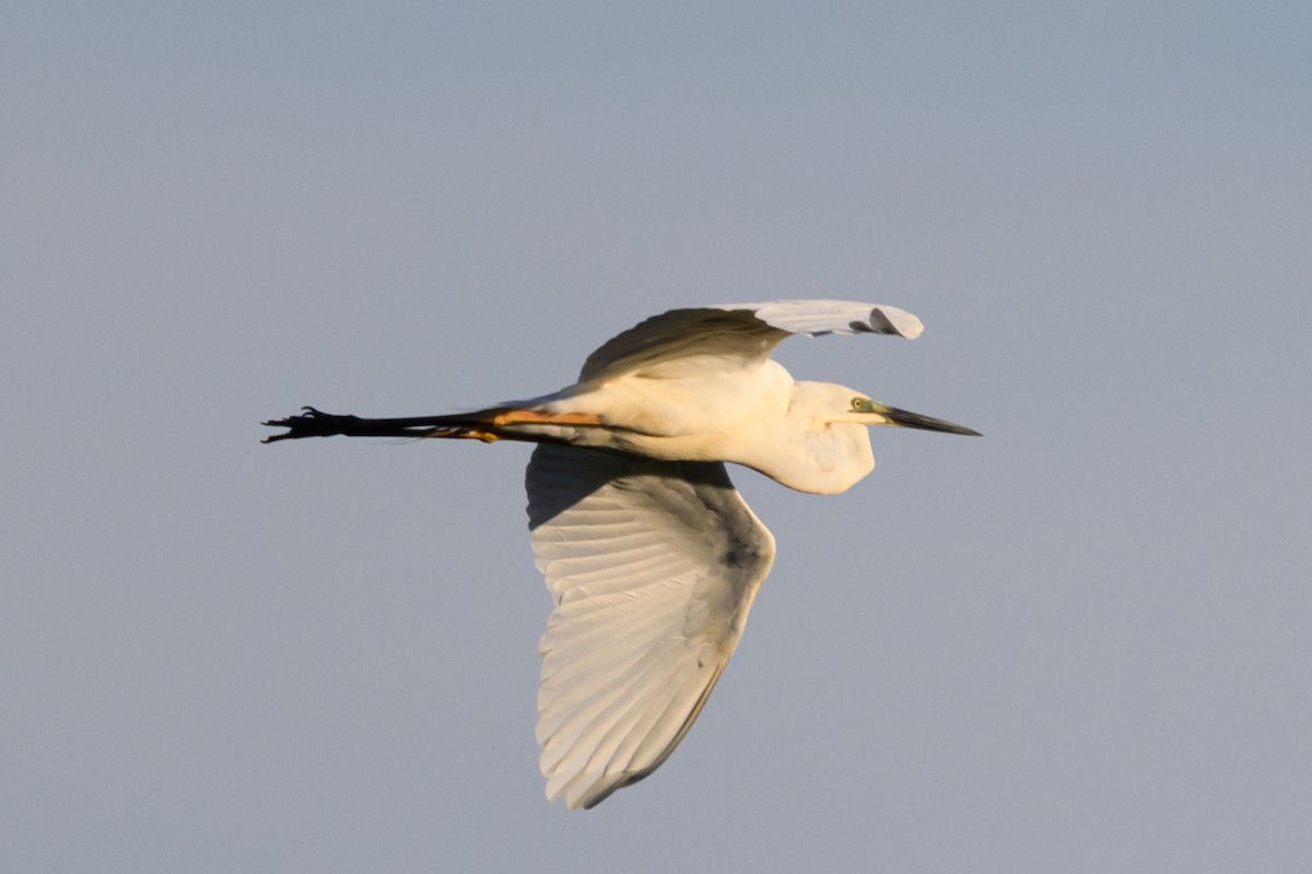 ダイサギ - ML646928304