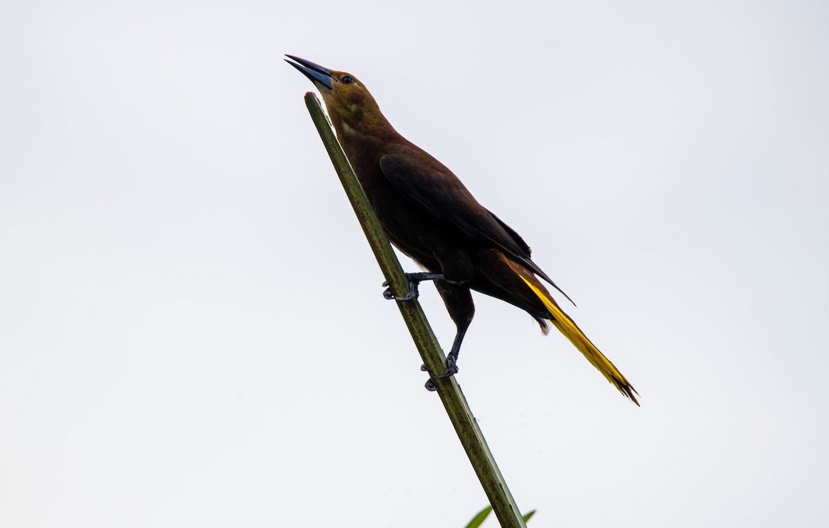 Russet-backed Oropendola - ML646928305
