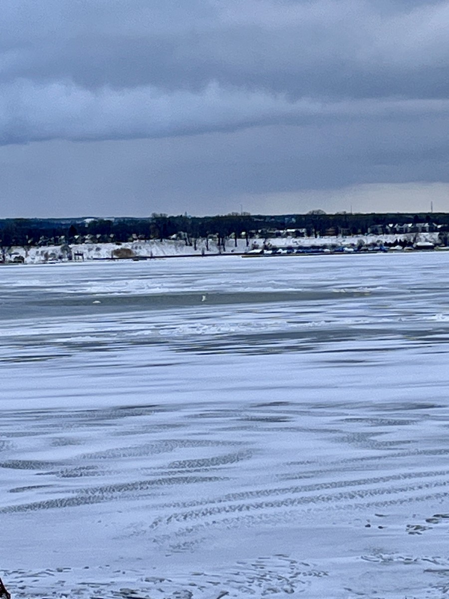 labuť malá - ML646928307