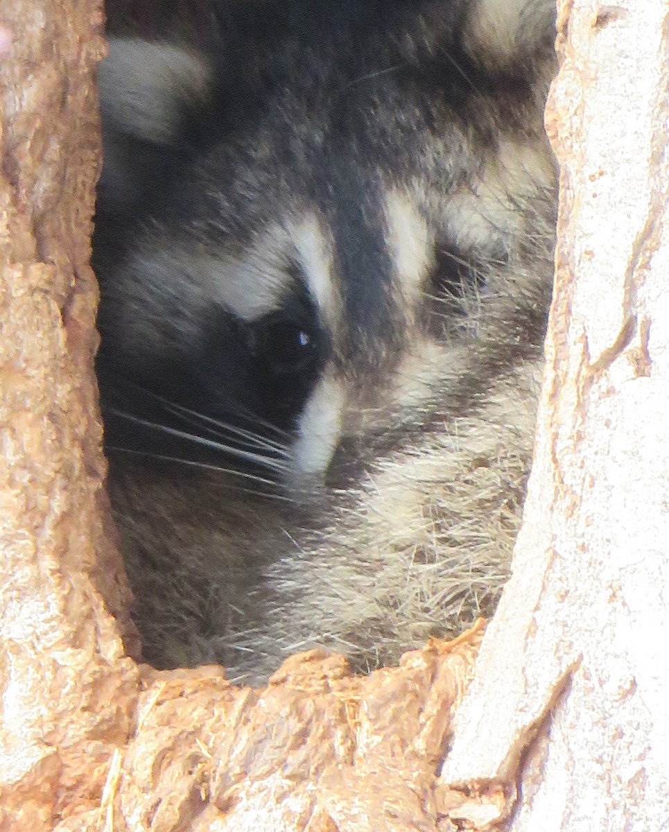 Common Raccoon - ML646928310