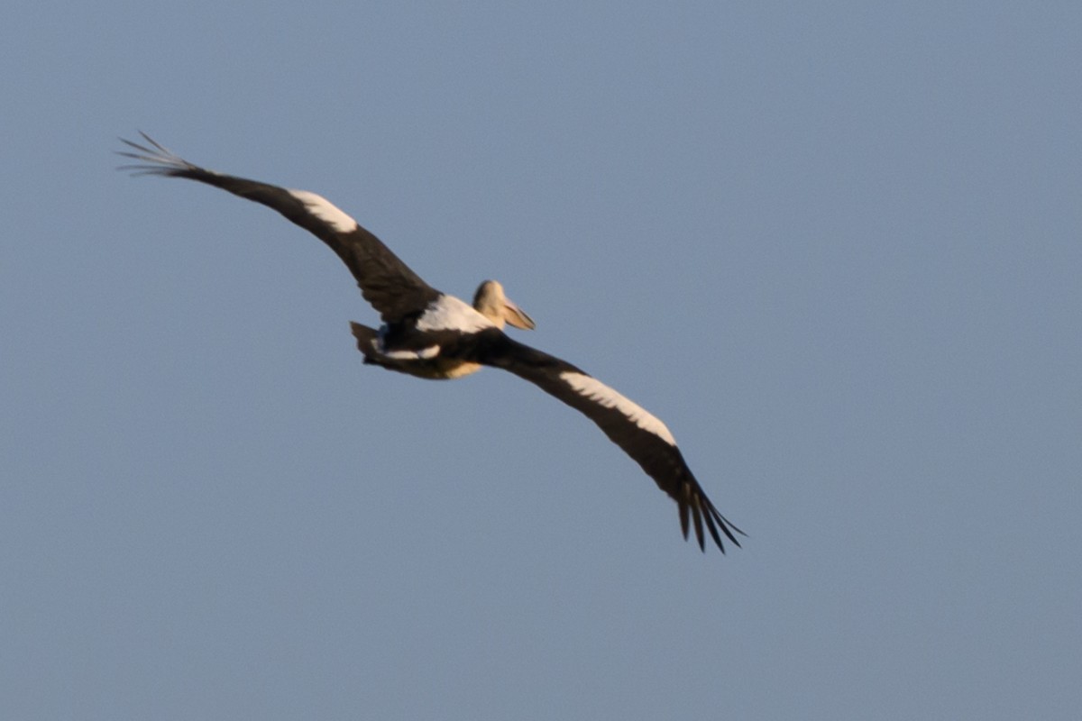 コシグロペリカン - ML646928316