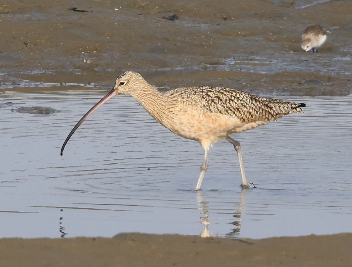 Uzun Gagalı Kervançulluğu - ML646928317