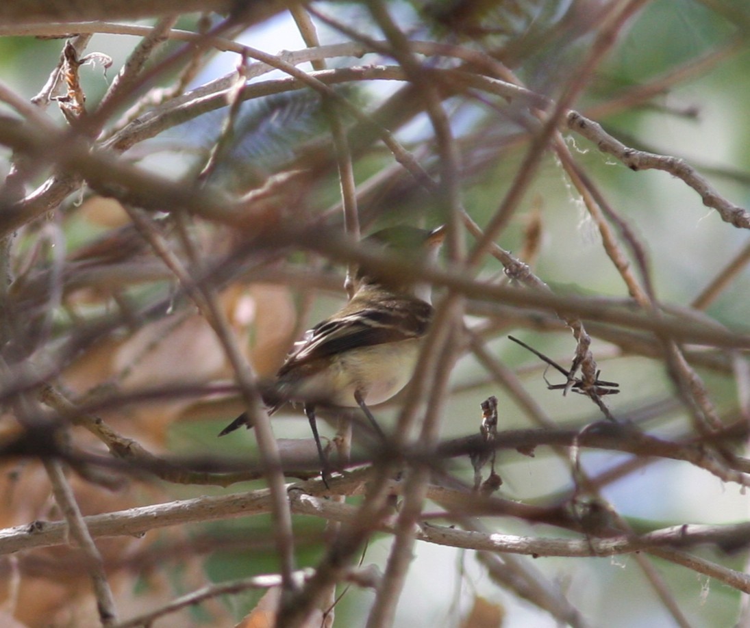 Dusky Flycatcher - ML646928318