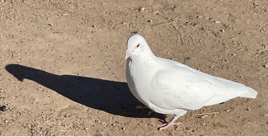 Rock Pigeon (Feral Pigeon) - ML646928319