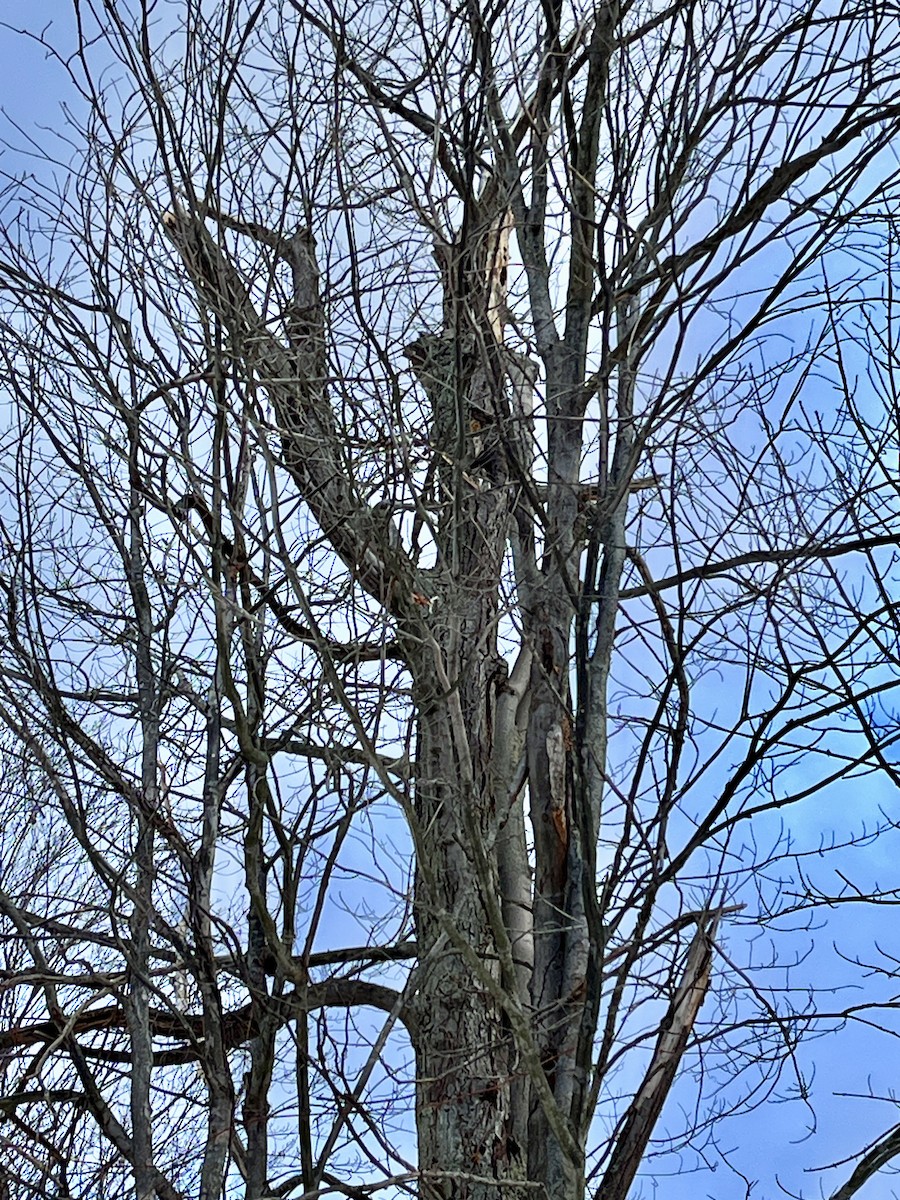 výreček americký - ML646928322