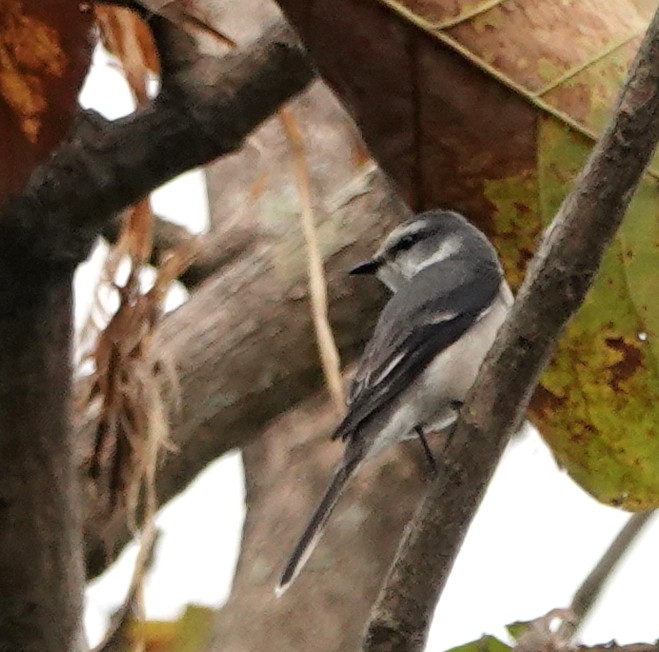 Brown-rumped Minivet - ML646928323