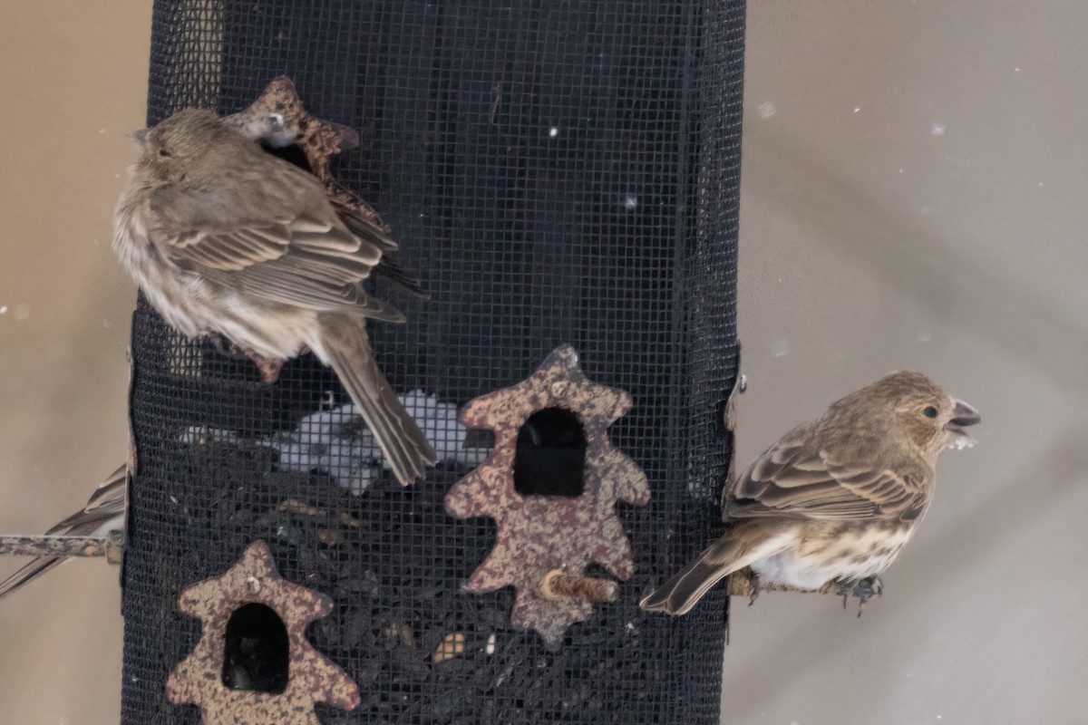 House x Purple Finch (hybrid) - ML646928324