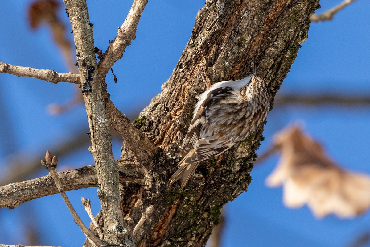 Grimpereau brun - ML646928325