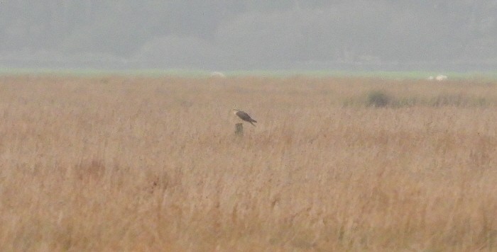 Busard pâle - ML646928330